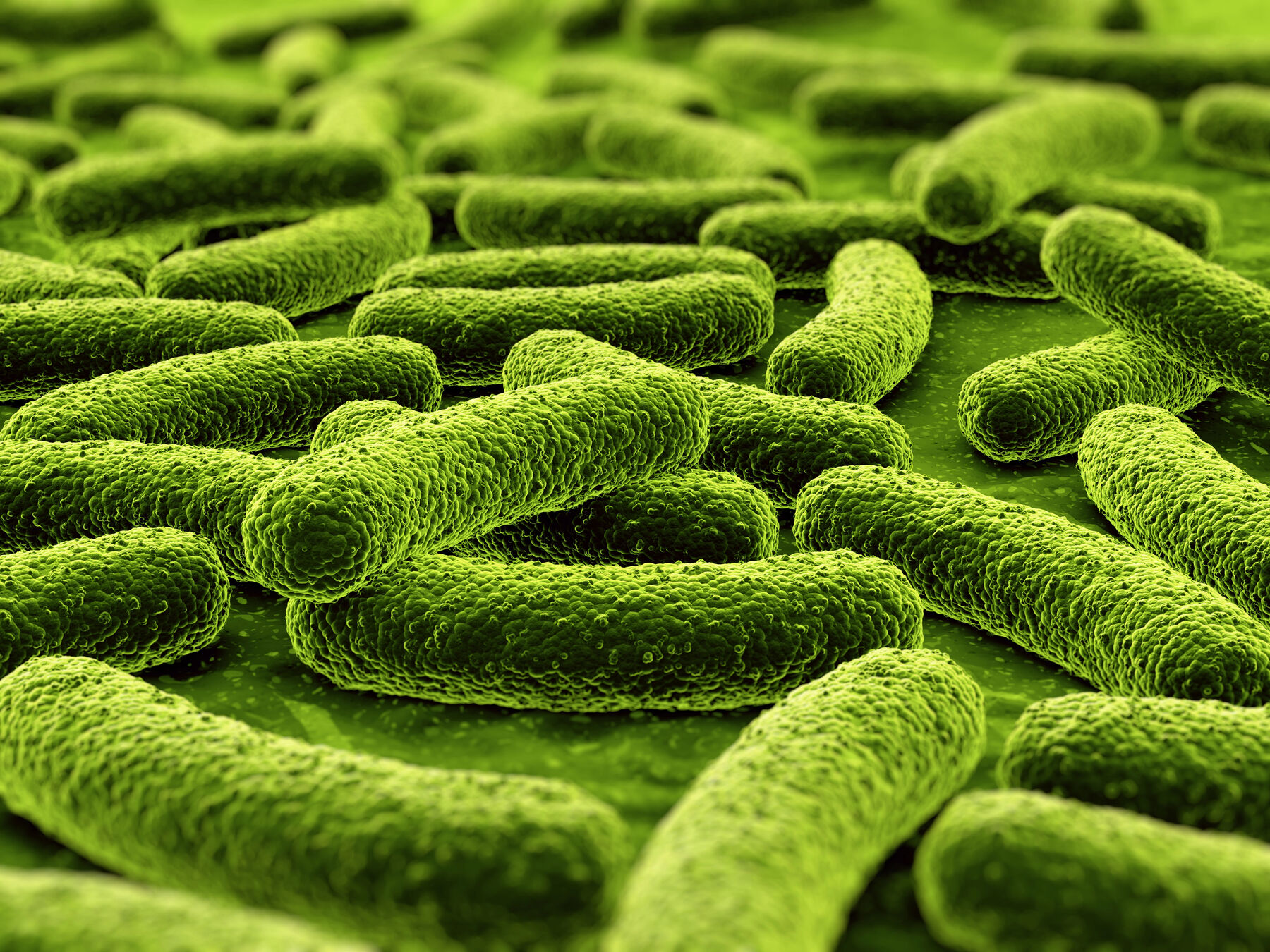 Bacteria and bio-system products for reef aquariums