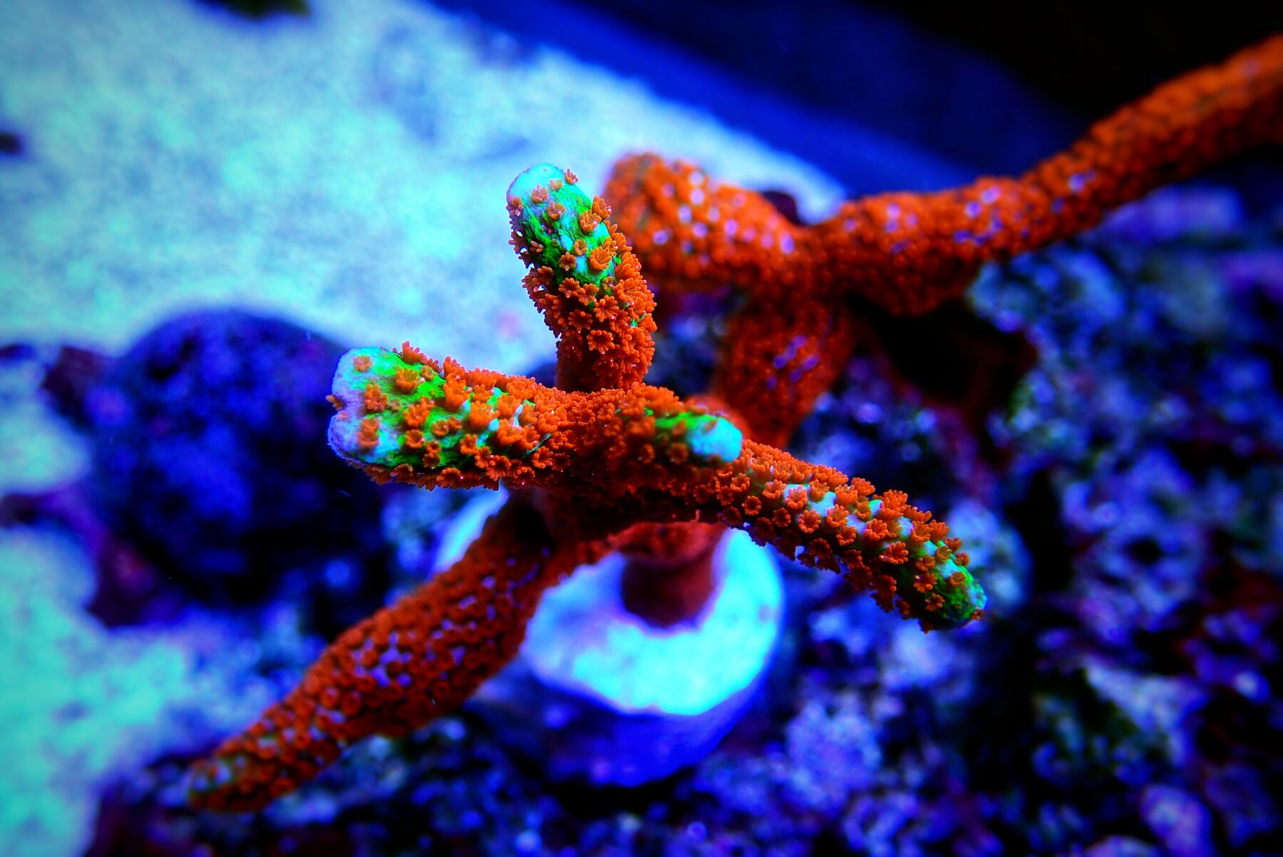 Major element supplements for reef aquariums