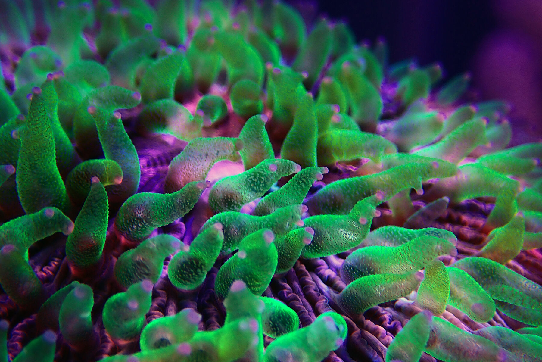 Coral and fish nutrition for reef aquariums