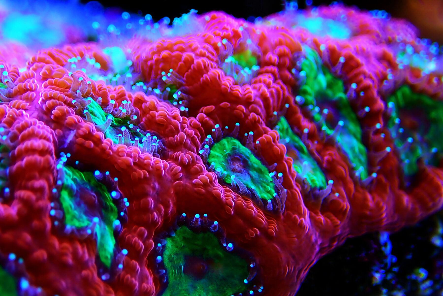 Trace element supplements for marine reef tanks