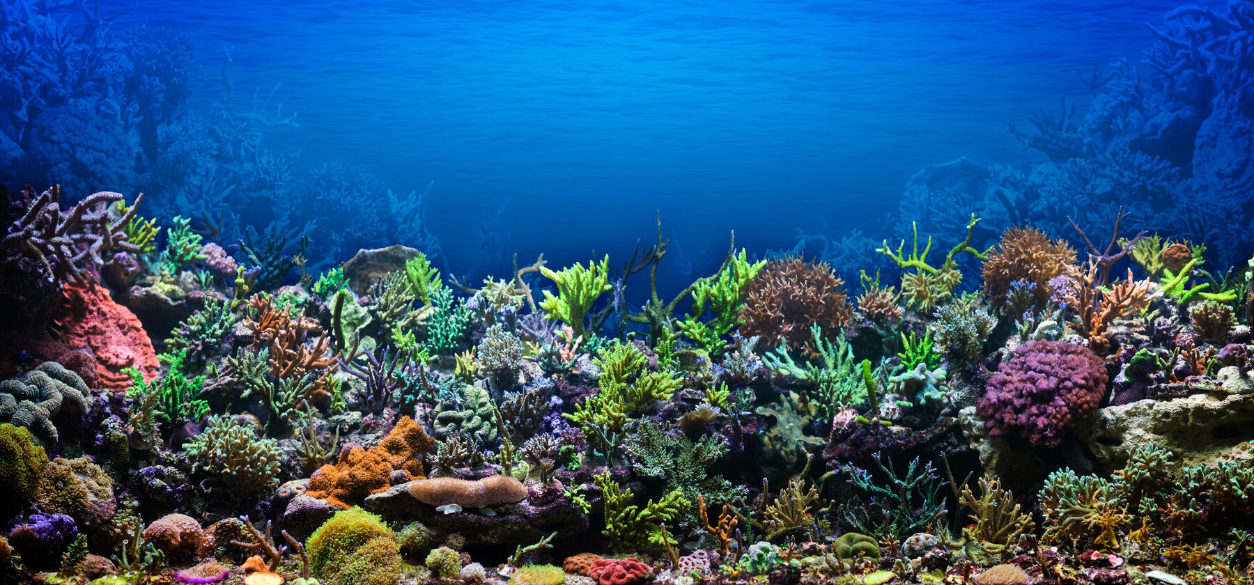 Marine aquarium treatments for reef keepers