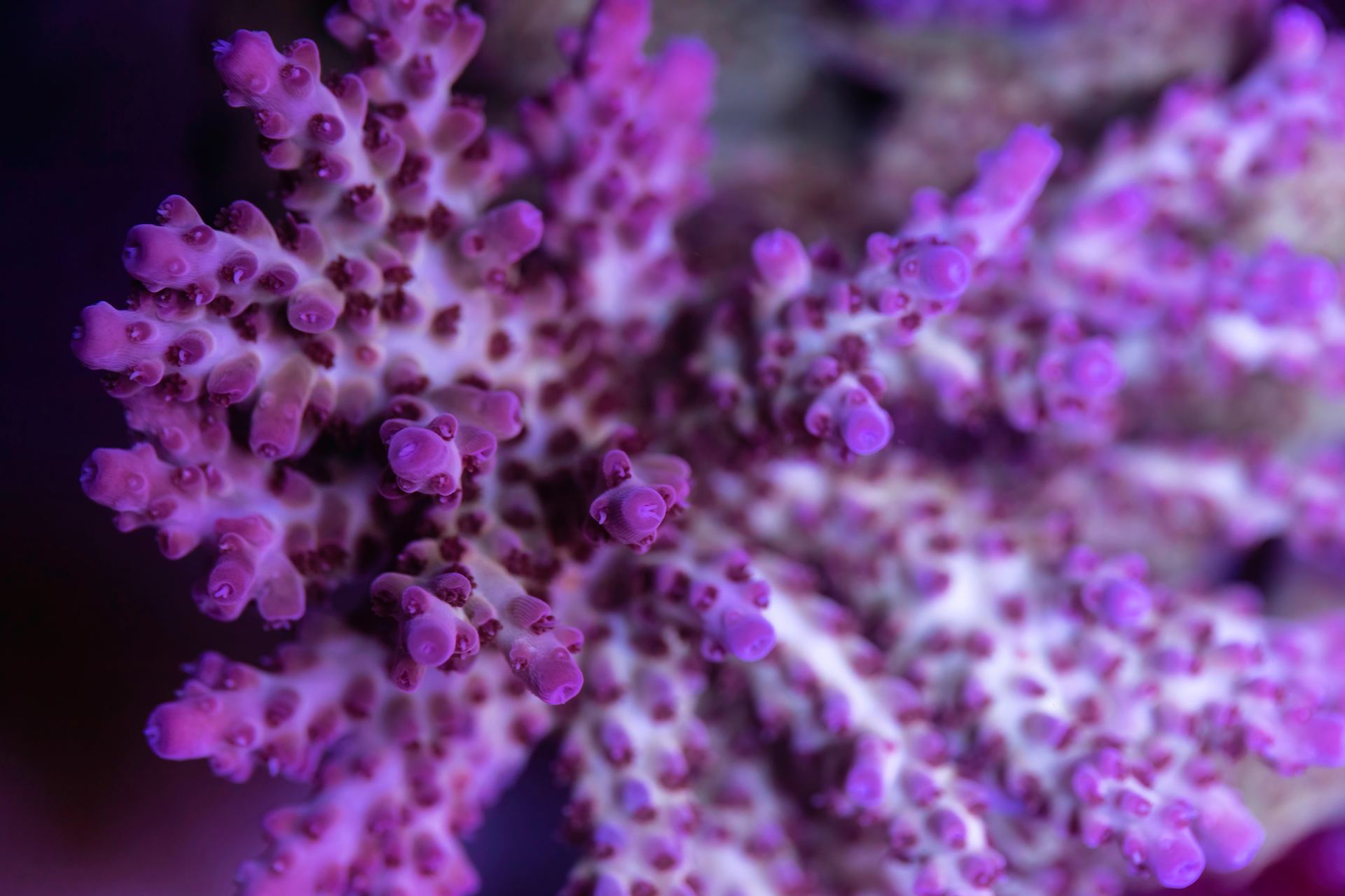 Healthy colourful SPS coral reef aquarium in Australia