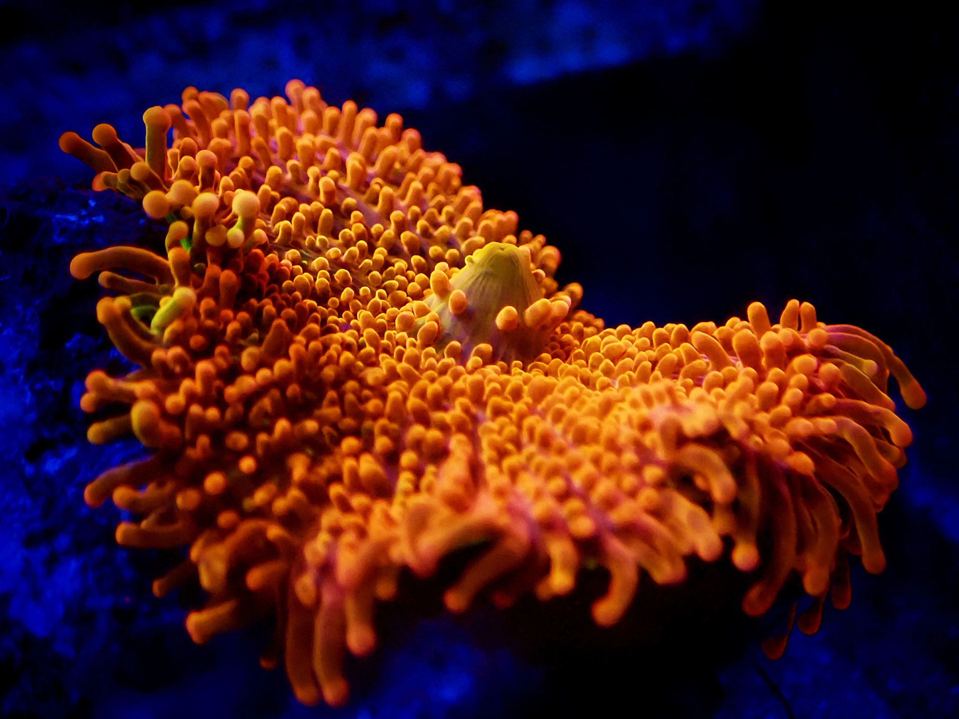 Coral polyps extended in a mixed reef aquarium